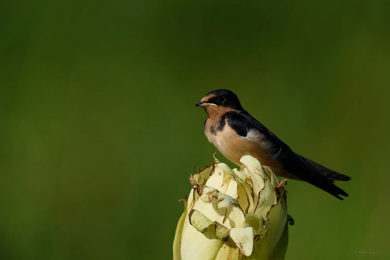 Young Barn Swallow, Mississippi River, Mud Lake, Iowa