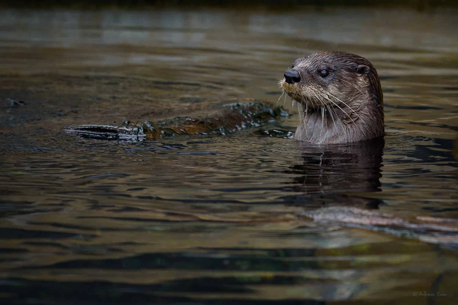 North American River Otter, (not a wildlife image)