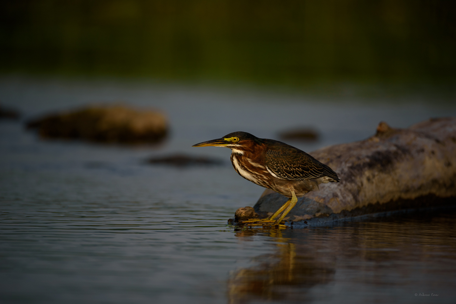 Green Heron, Mississippi River, Mud Lake, Iowa