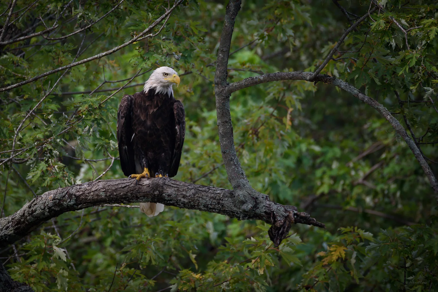 Bald Eagle, Mississippi River, Johnson Slough, Iowa