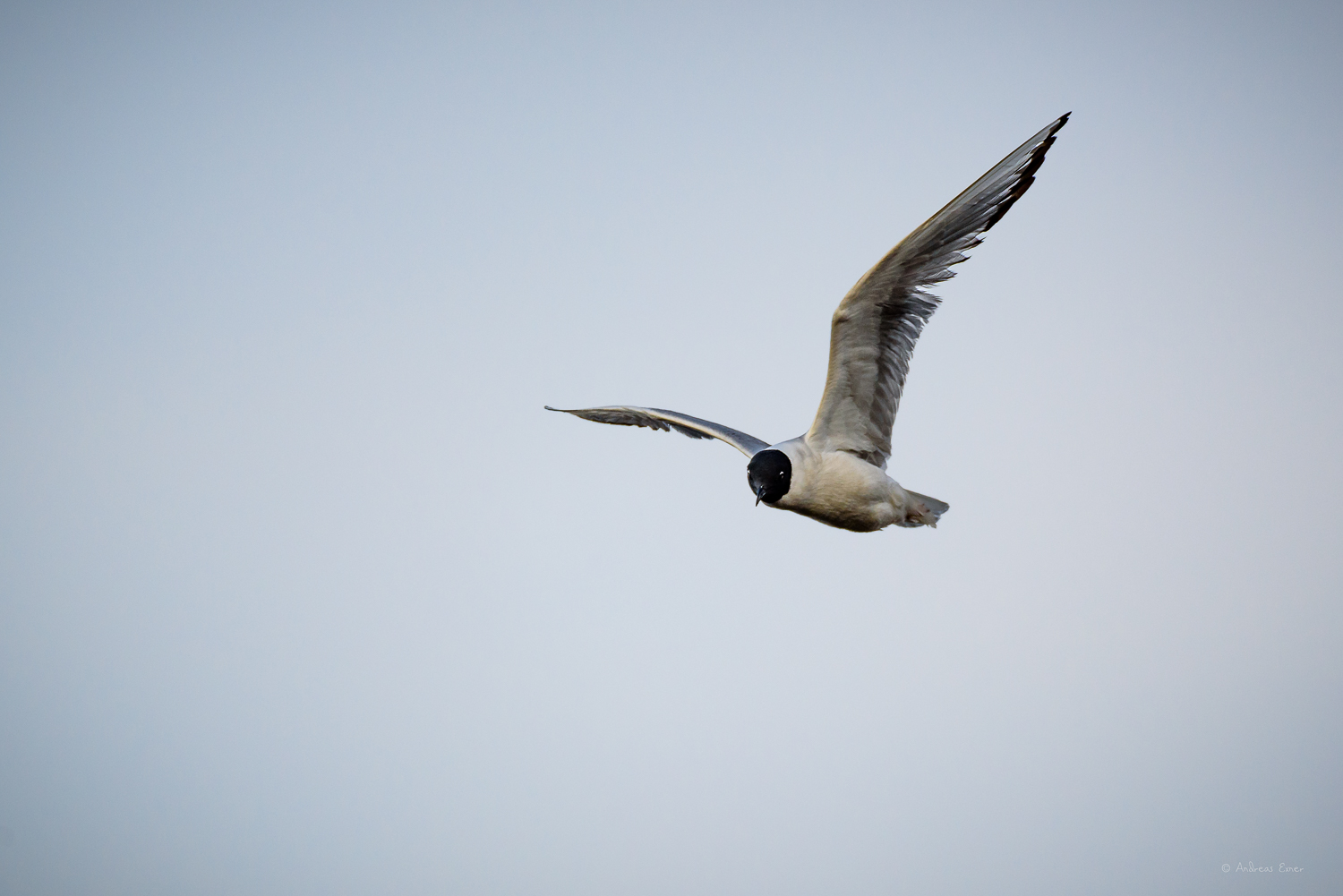 BONAPARTE'S GULL