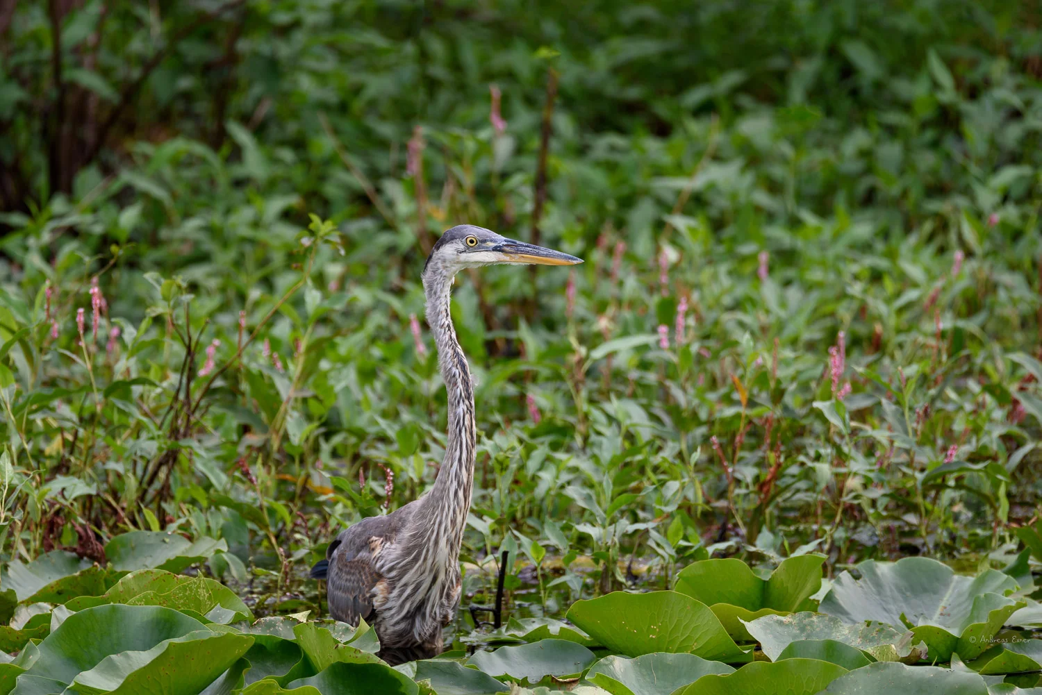 Great Blue Heron
