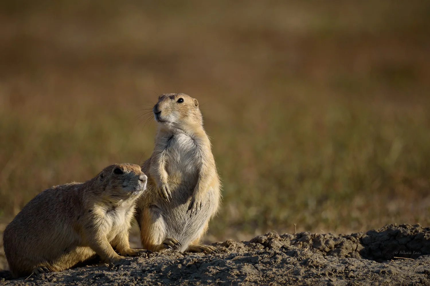 Black-tailed Prairie Dogs, Badlands National Park, South Dakota