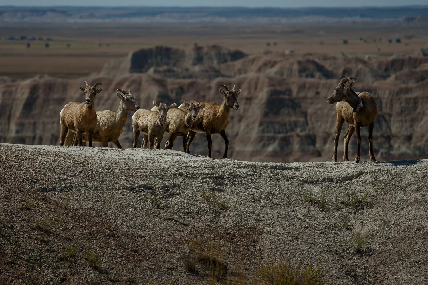 Bighorn Sheep, Badlands National Park, South Dakota
