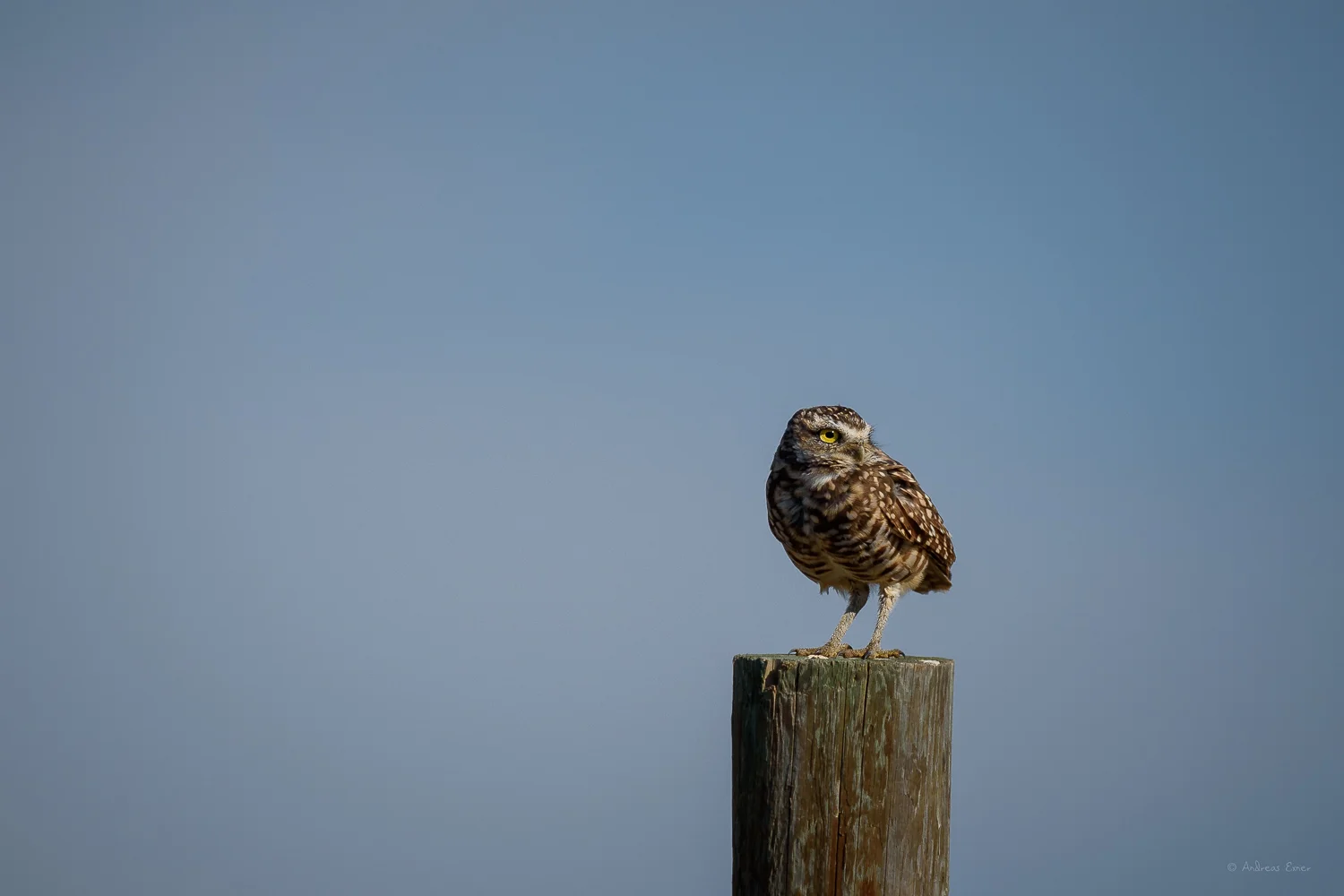 Burrowing Owl, Badlands National Park, South Dakota