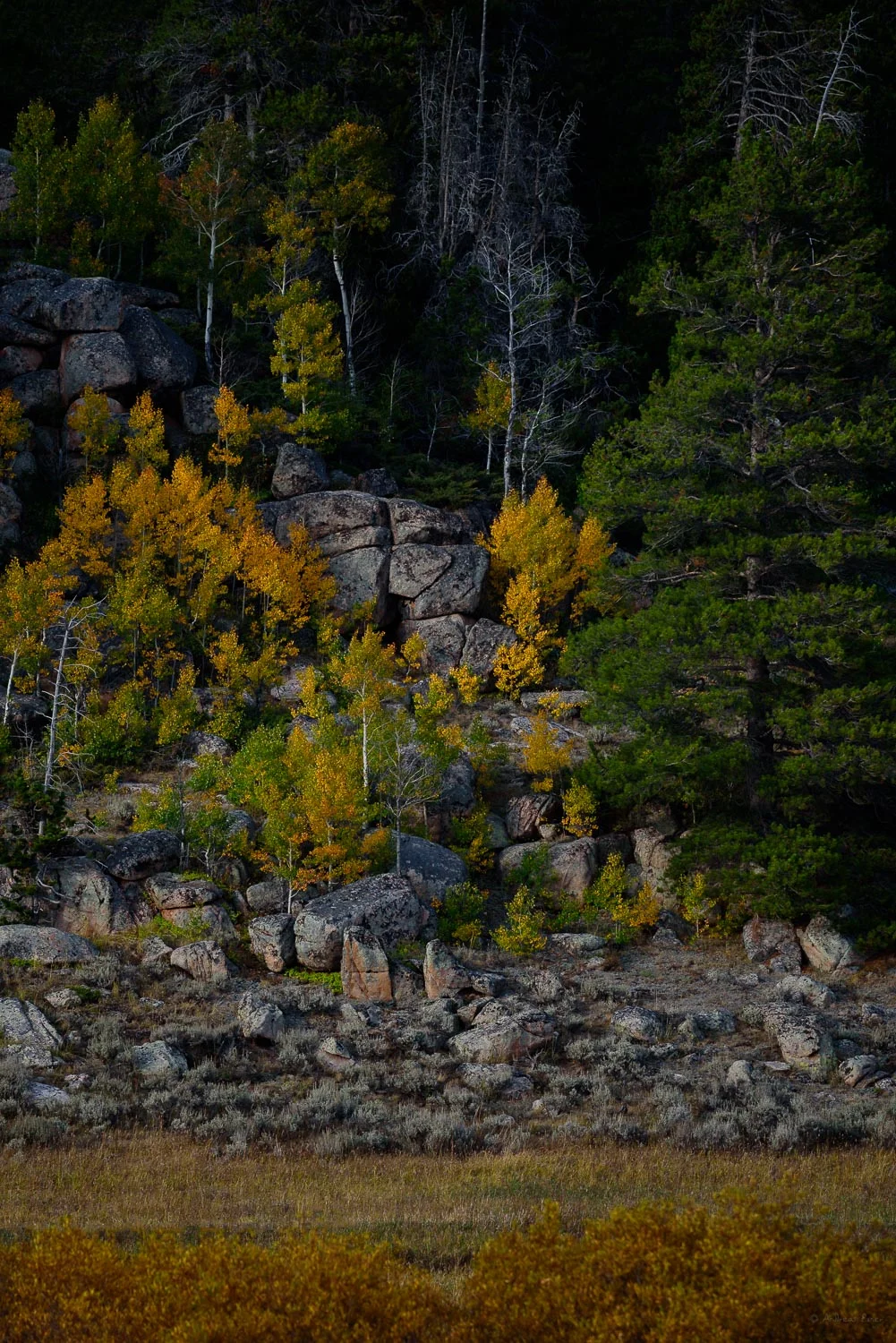 Aspens in color, Bighorn Mountains, near North Tongue River, Wyoming