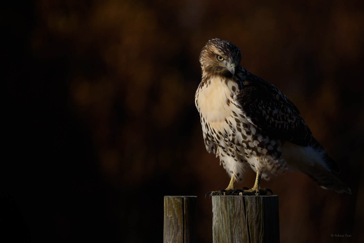 Red-tailed Hawk, North Tongue River, Bighorn Mountains, Wyoming