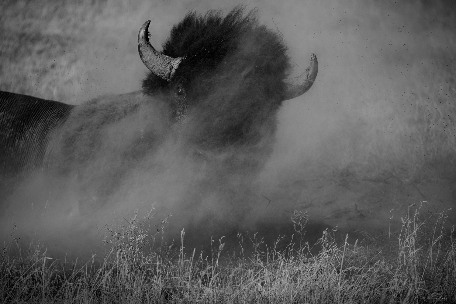 Wallowing bison, Badlands, South Dakota