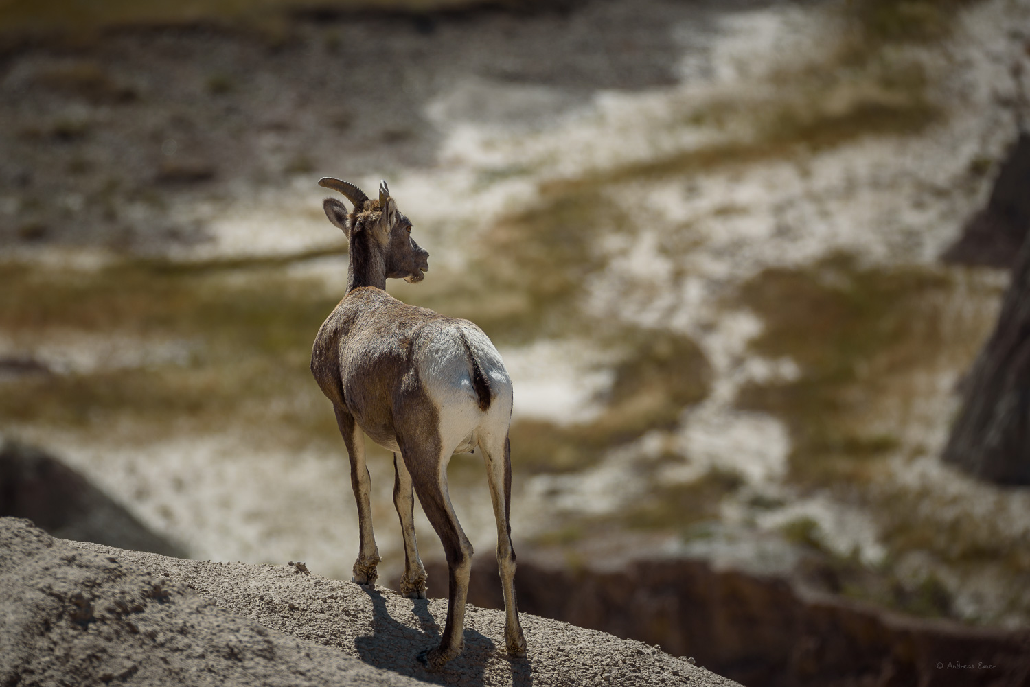 Bighorn Sheep, Badlands, South Dakota