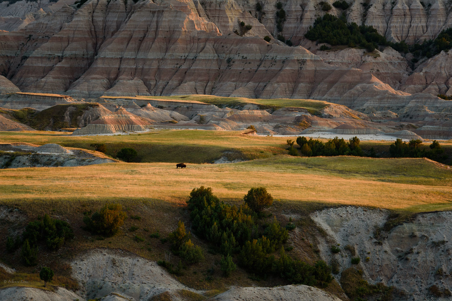 Lonely bison, Badlands, South Dakota