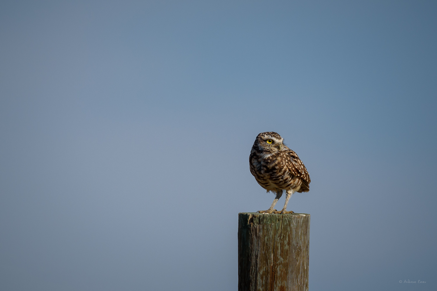 Burrowing Owl, Badlands, South Dakota