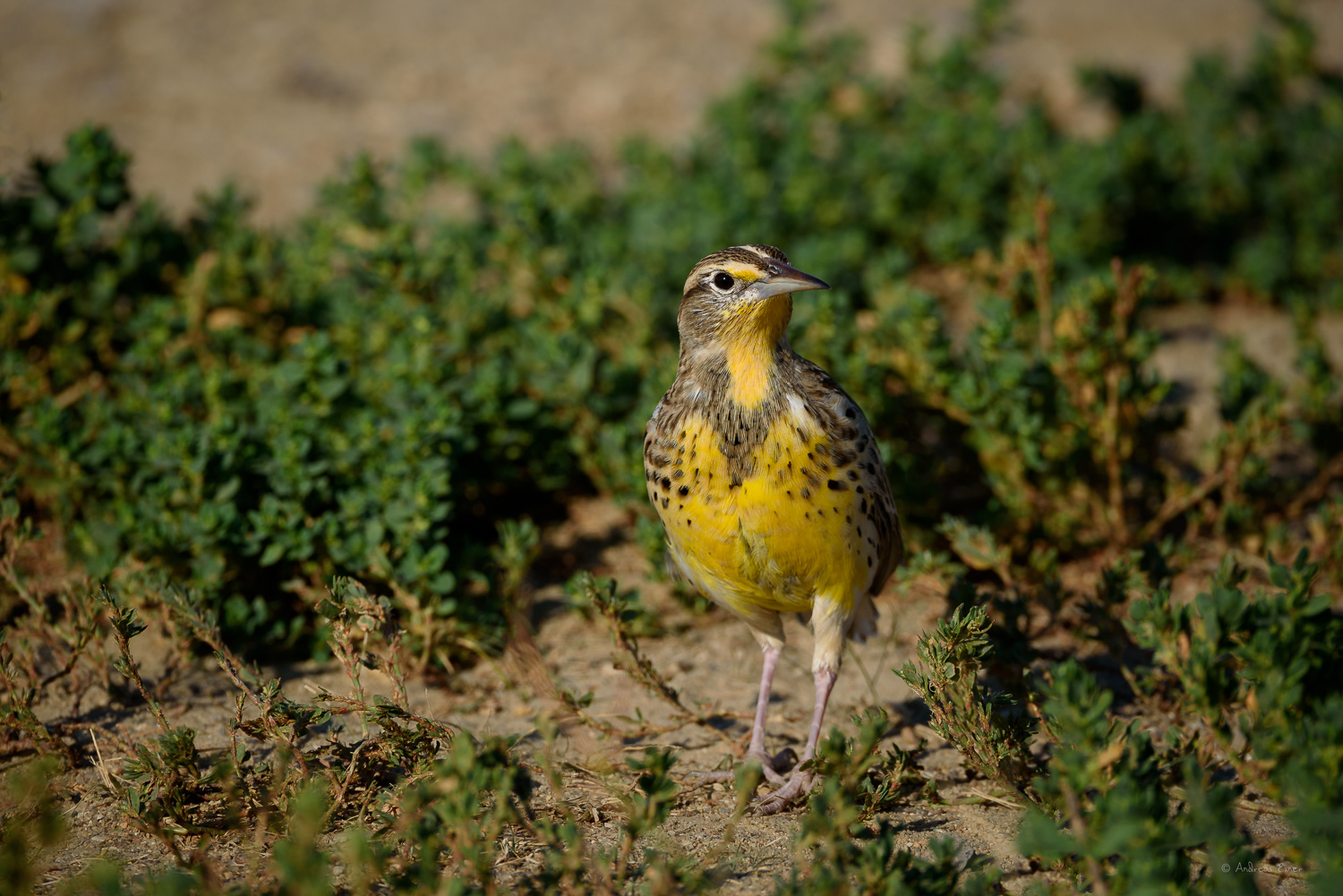 Western Meadowlark, Badlands, South Dakota