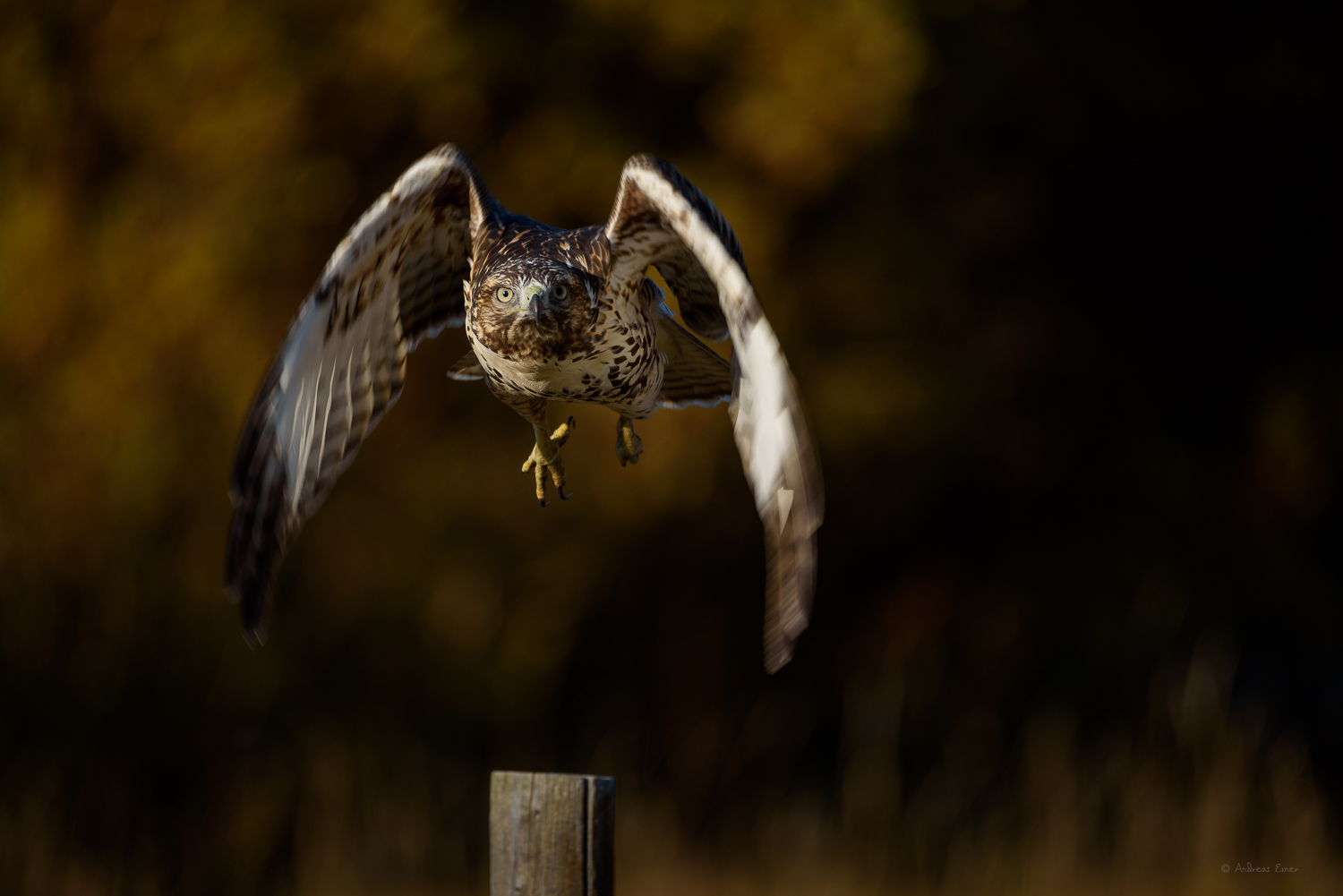 Red-tailed Hawk, Bighorn Mountains, Wyoming