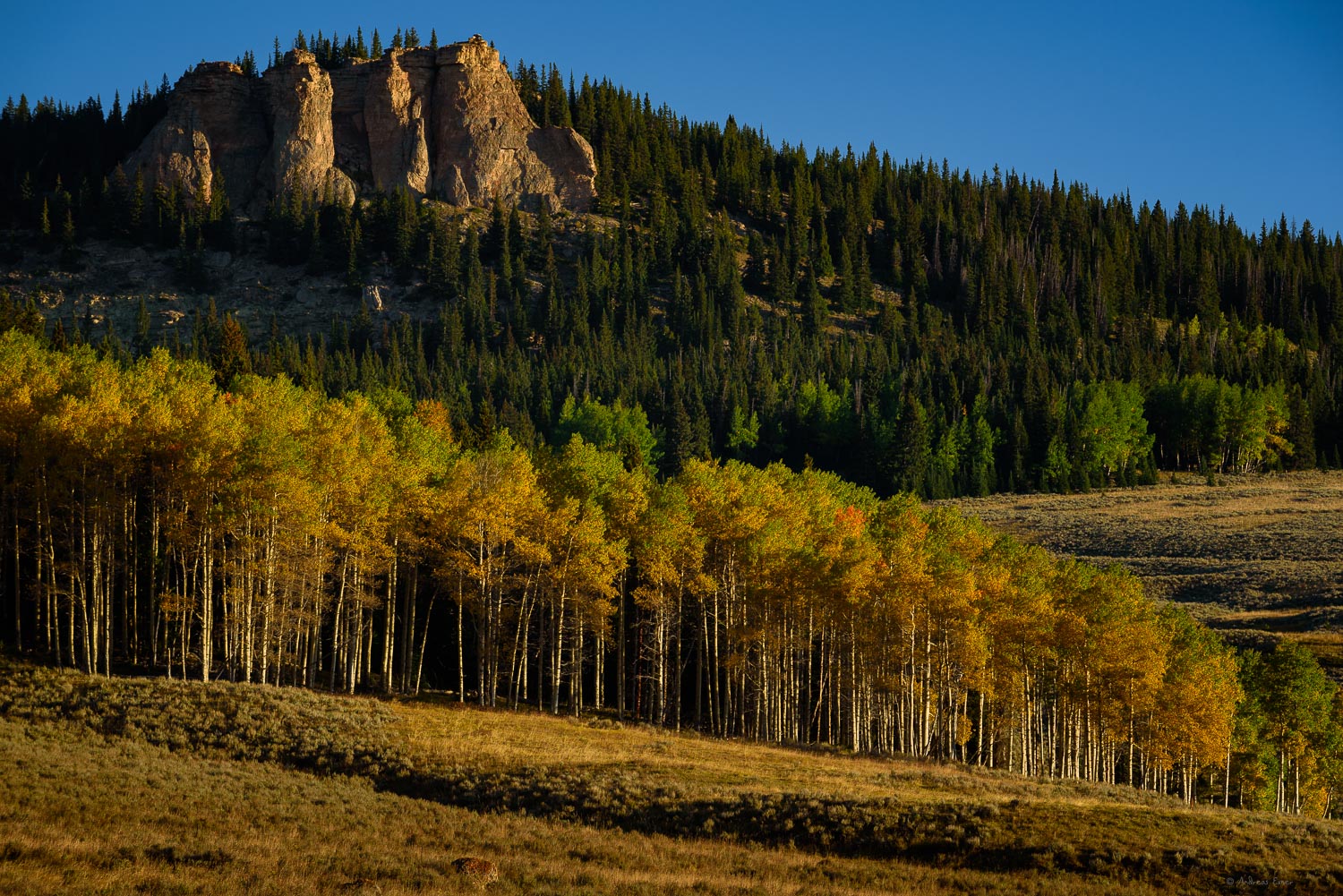 Rock cliffs and aspen grove, Bighorn Mountains, Wyoming