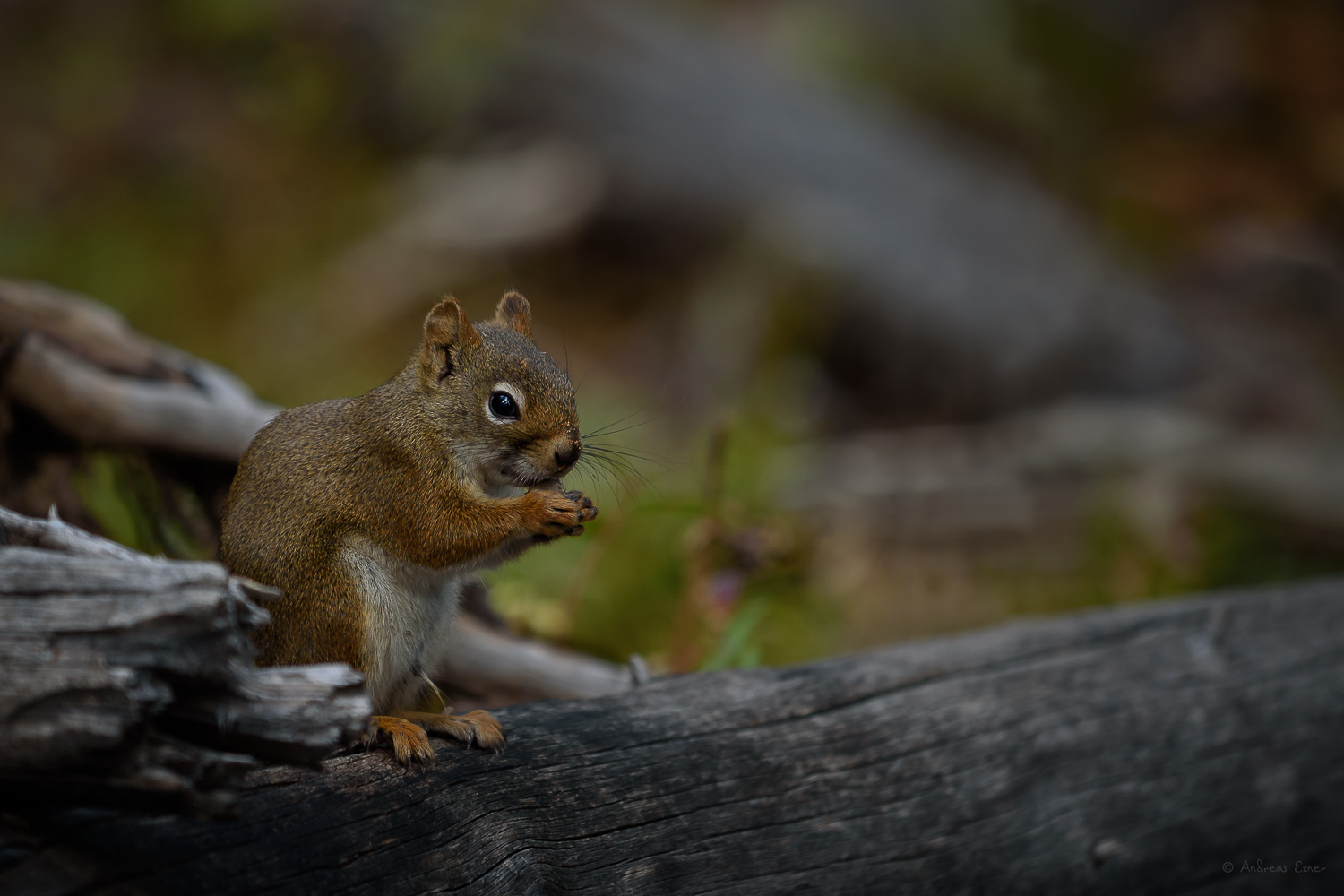 Red Squirrel, Bighorn Mountains, Wyoming