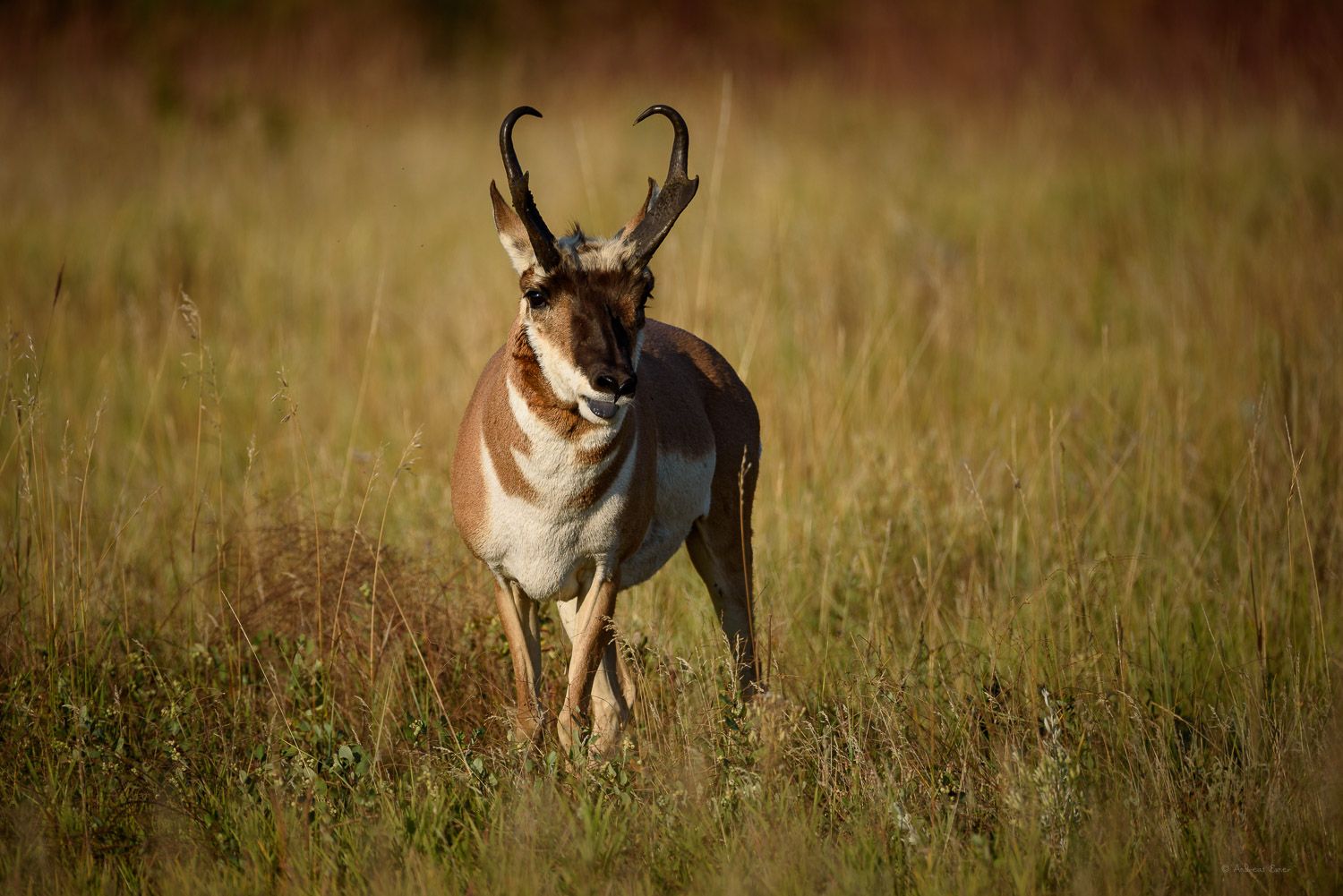 Pronghorn, Black Hills, South Dakota