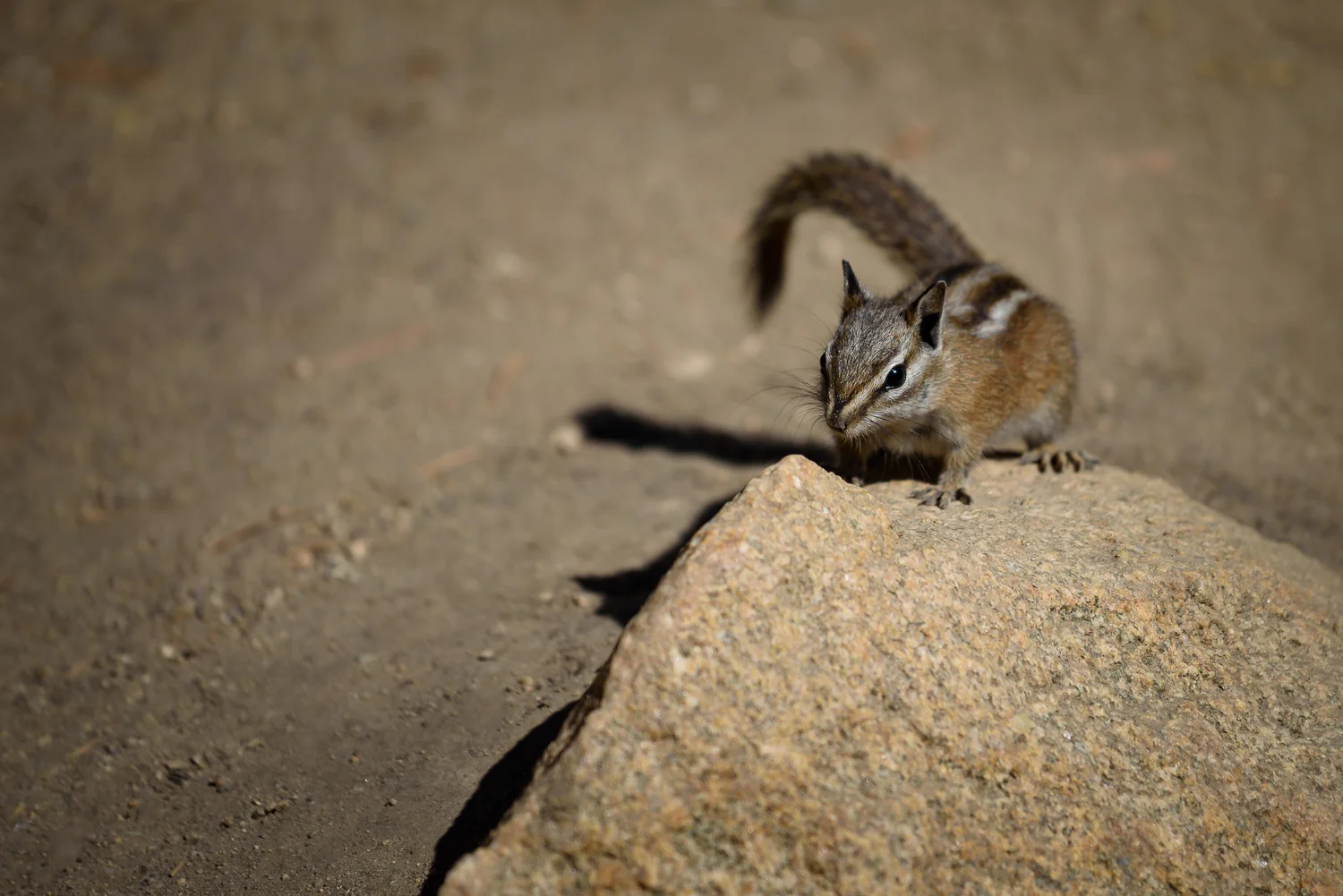 Least Chipmunk, Popo Agie Falls, Wyoming