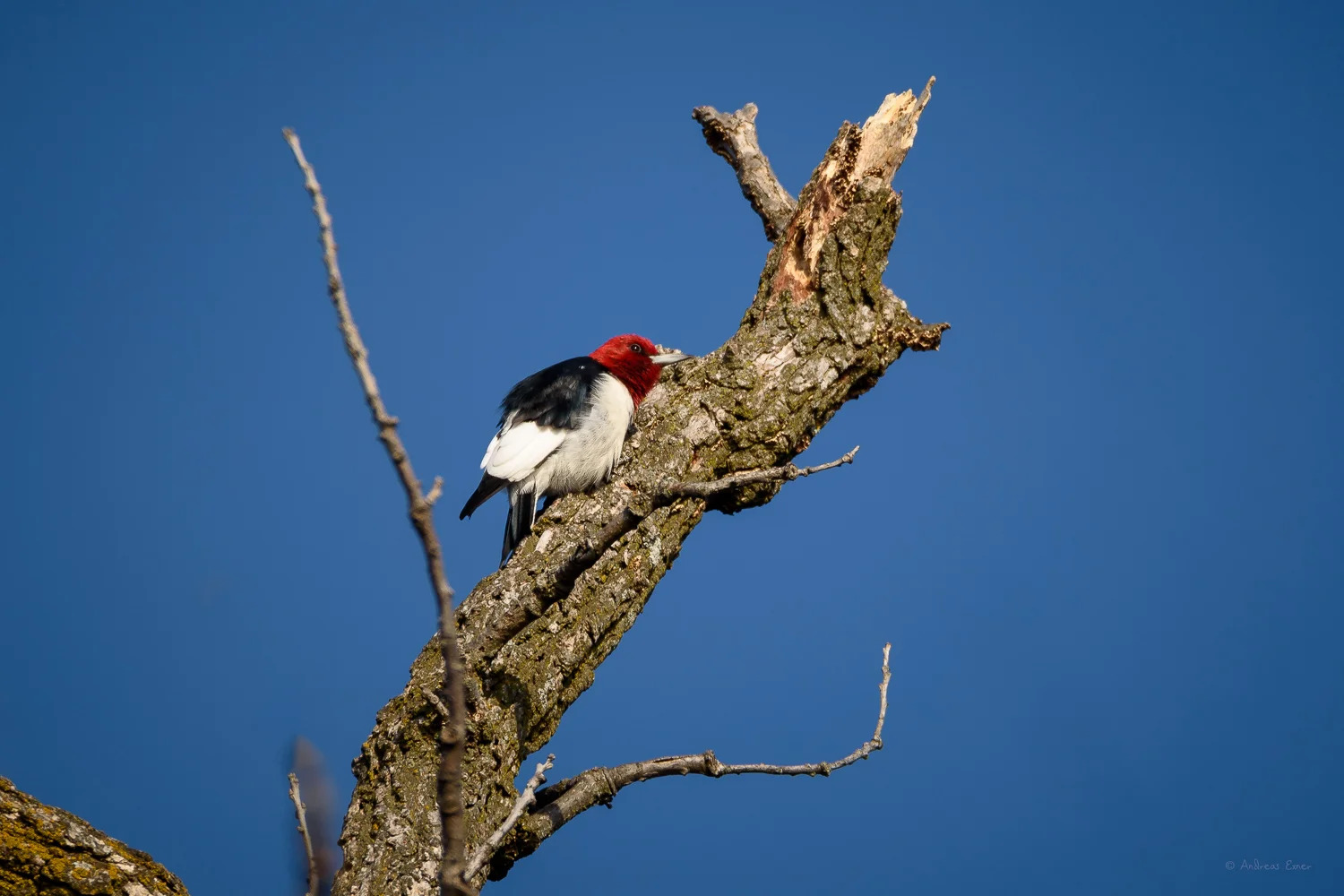 All images: Nikon D750, Sigma 150-600mm / f5-6.3 DG OS HSM S, @600 mm (900 mm DX mode)