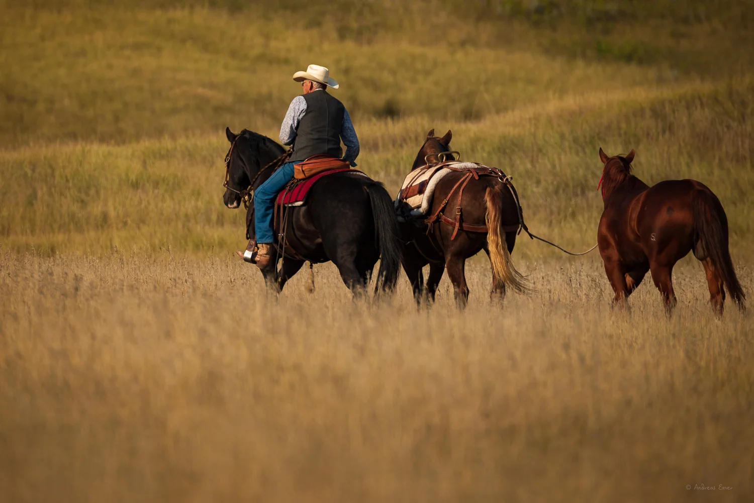 Horseman, Badlands NP, South Dakota Nikon D750, Sigma 150-600mm / f5-6.3 DG OS HSM S, @480mm, 1/640s, f/6.3, ISO100