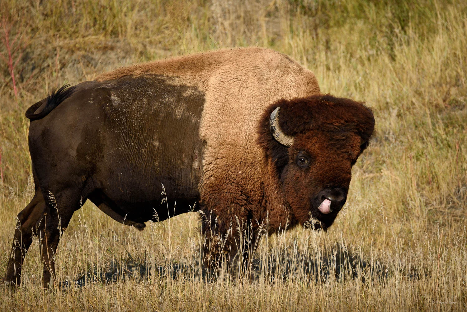 American Bison, Badlands NP, South Dakota Nikon D750, Sigma 150-600mm / f5-6.3 DG OS HSM S, @500mm, 1/640s, f/6.3, ISO200