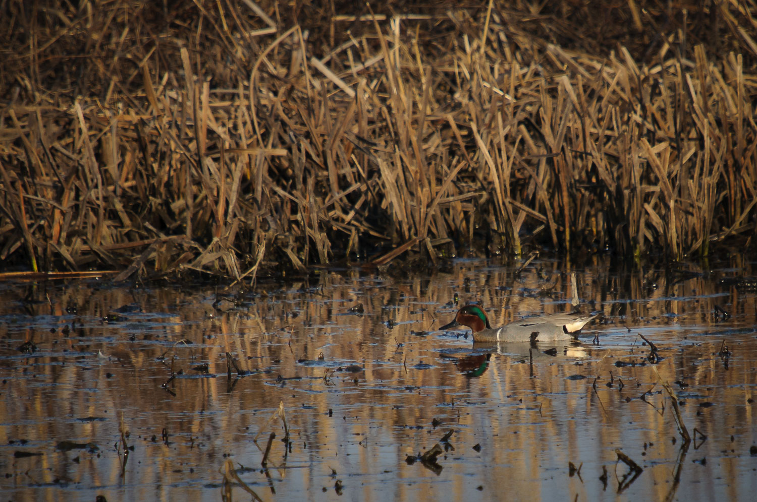 GREEN-WINGED TEAL