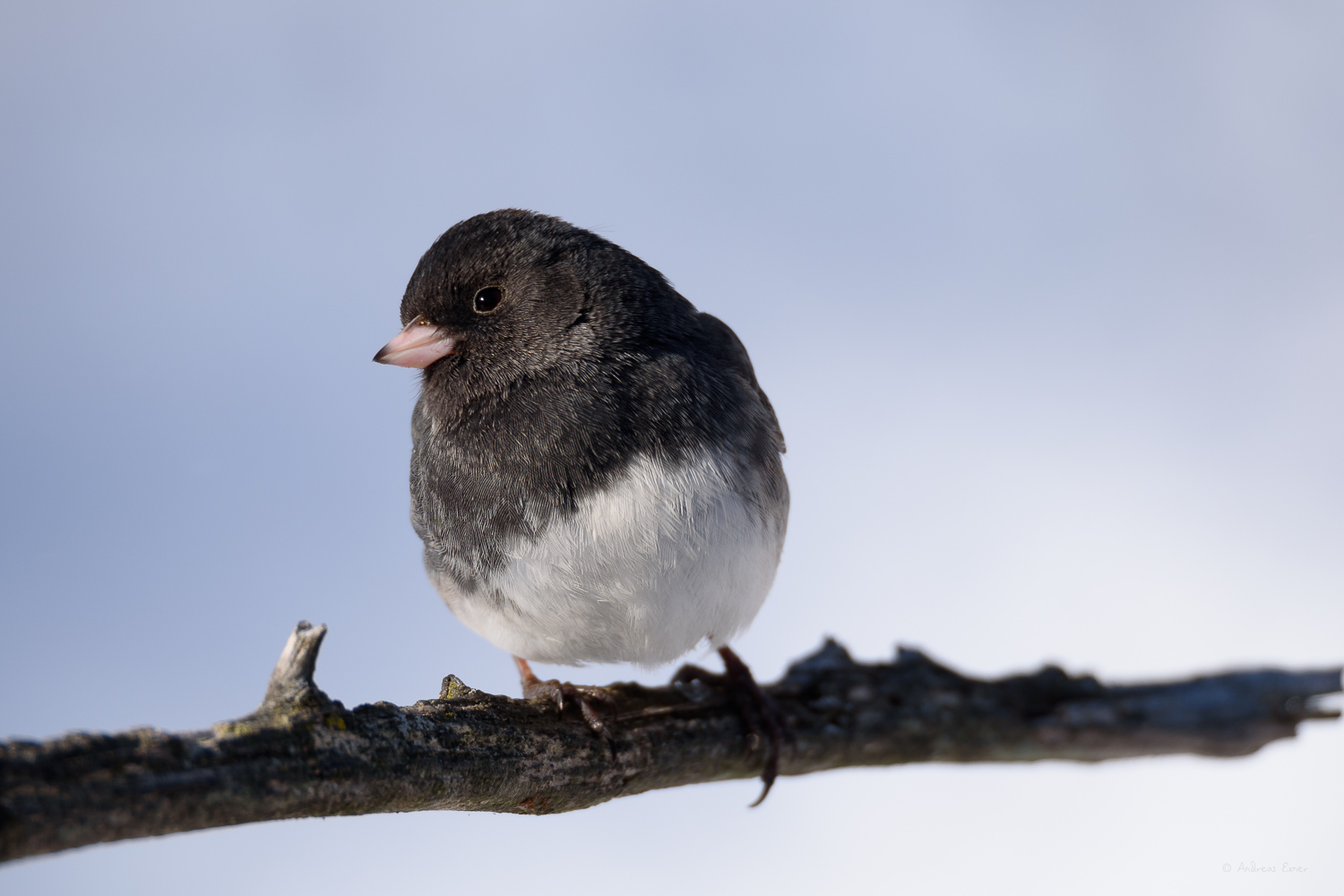 DARK-EYED JUNCO