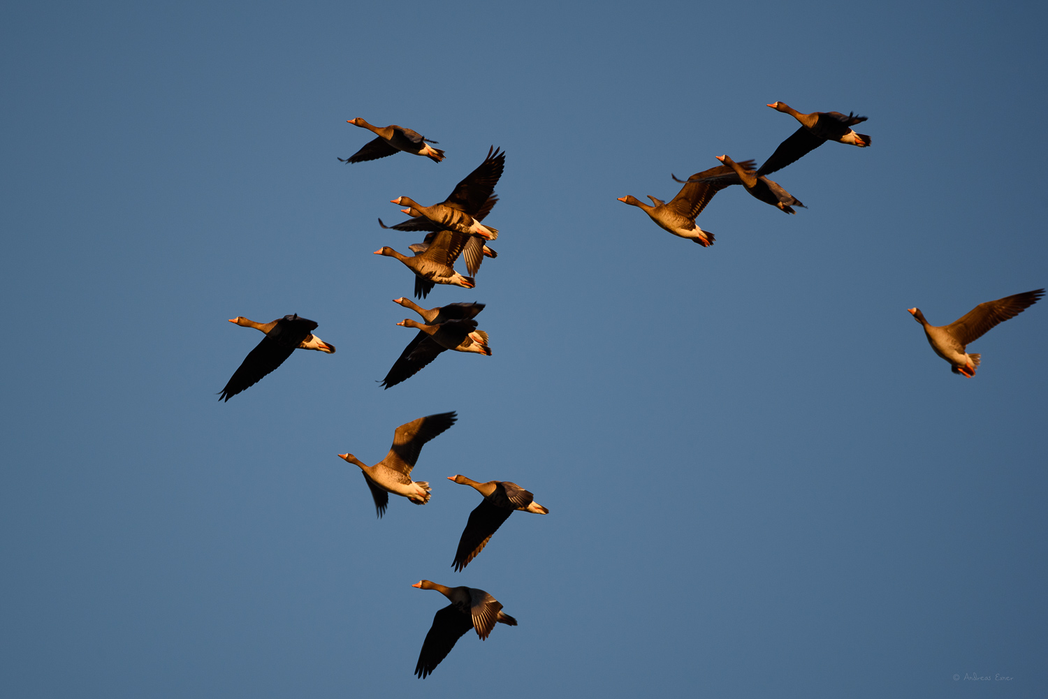 GREATER WHITE-FRONTED GOOSE