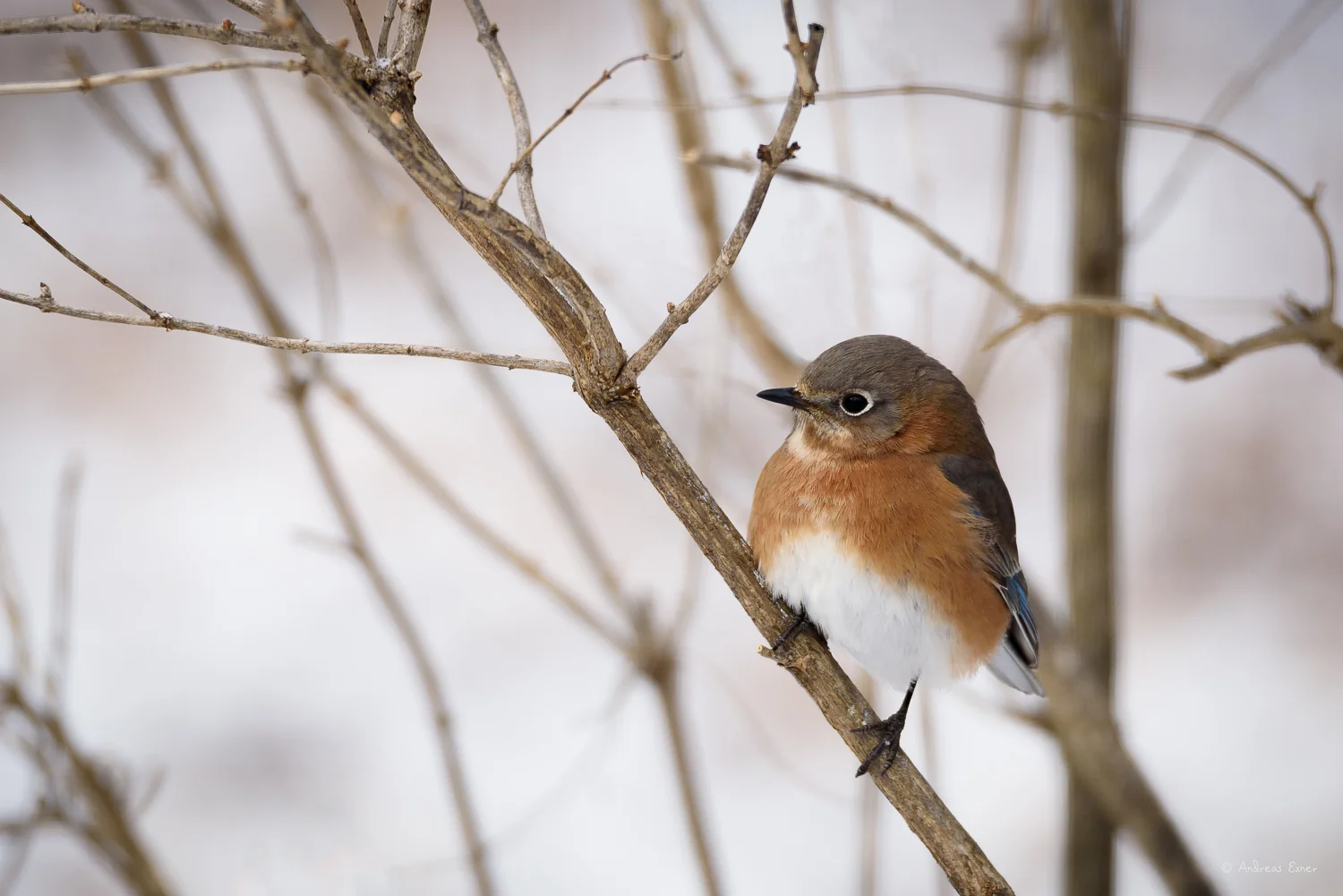 Female Eastern Bluebird