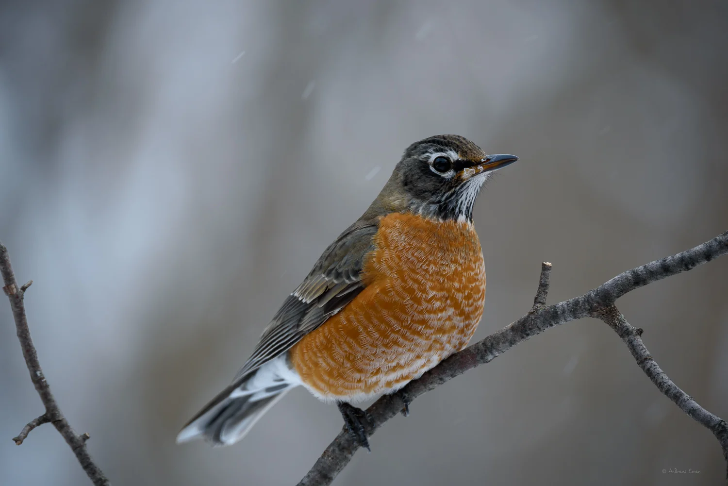 American Robin