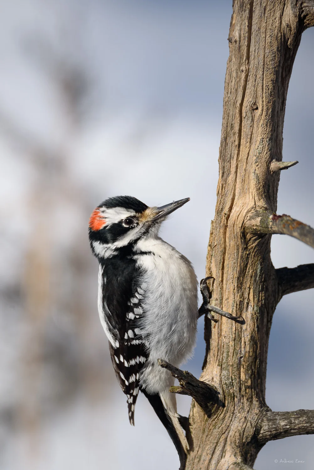 Male Hairy Woodpecker
