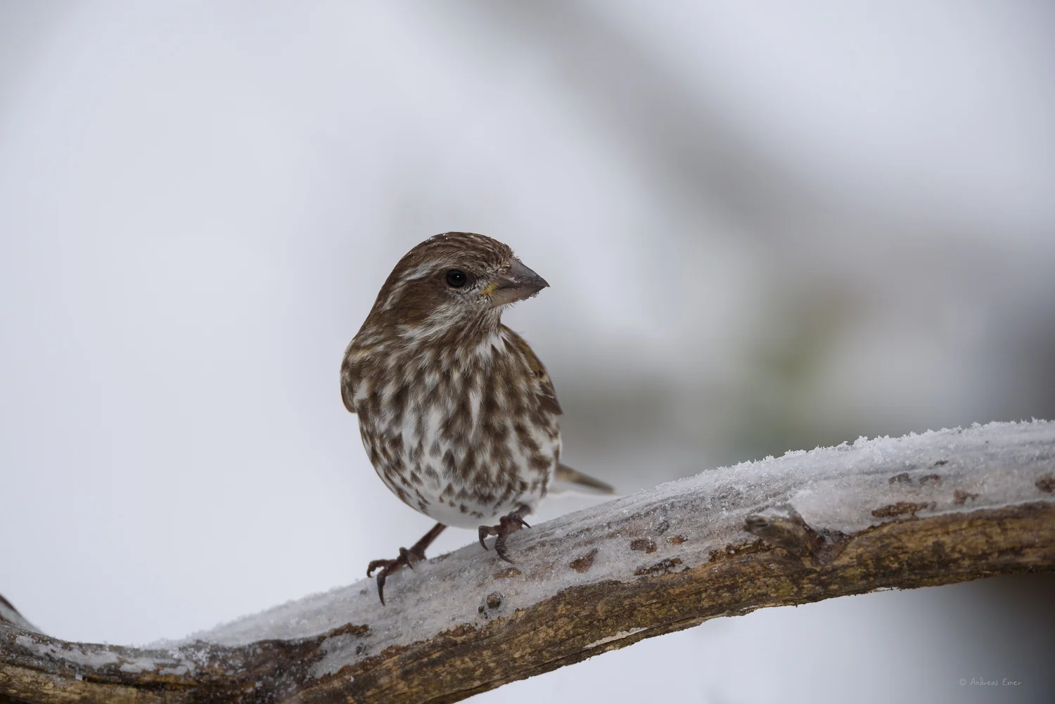 Female Purple Finch