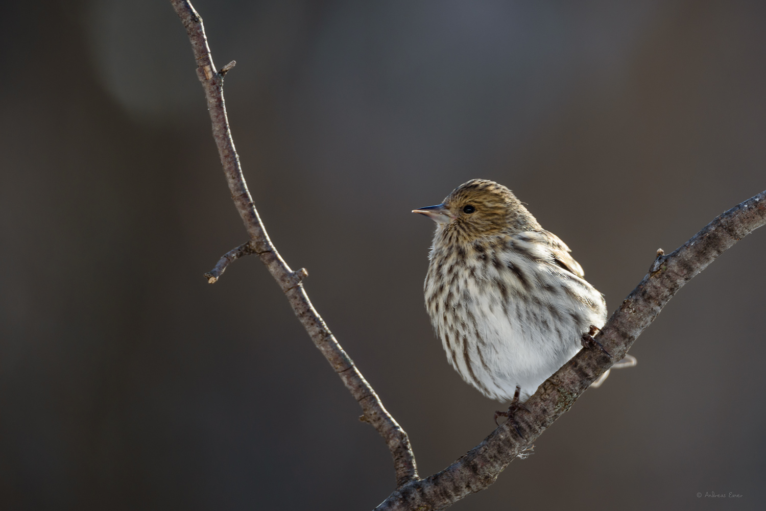 PINE SISKIN