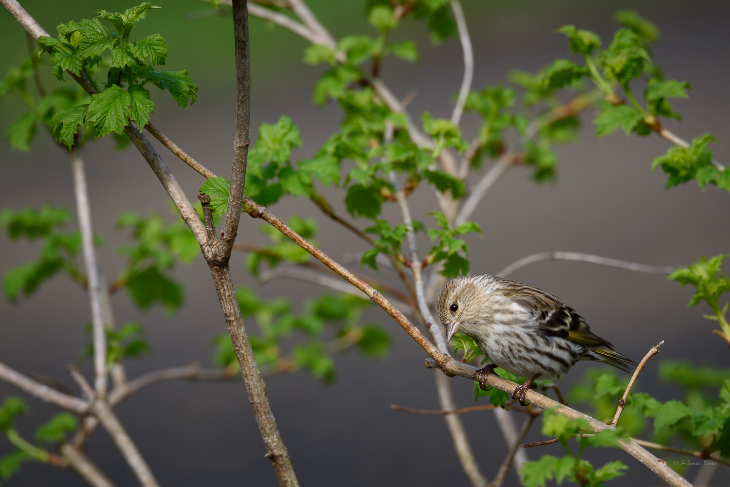 PINE SISKIN