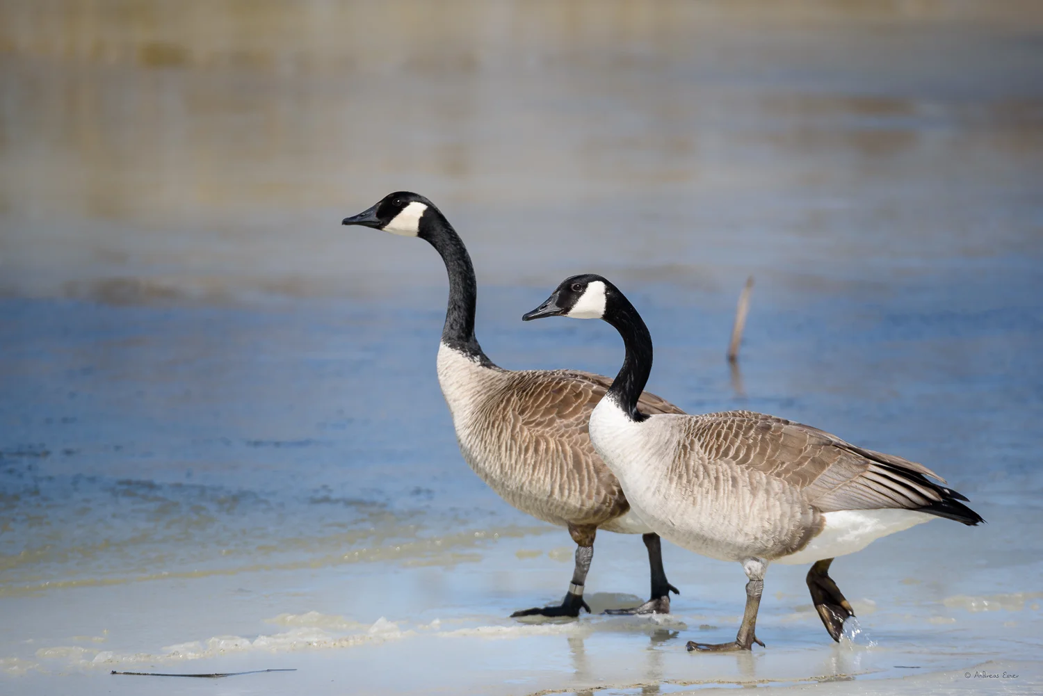 Canada Geese, Green Island Wetlands, Iowa