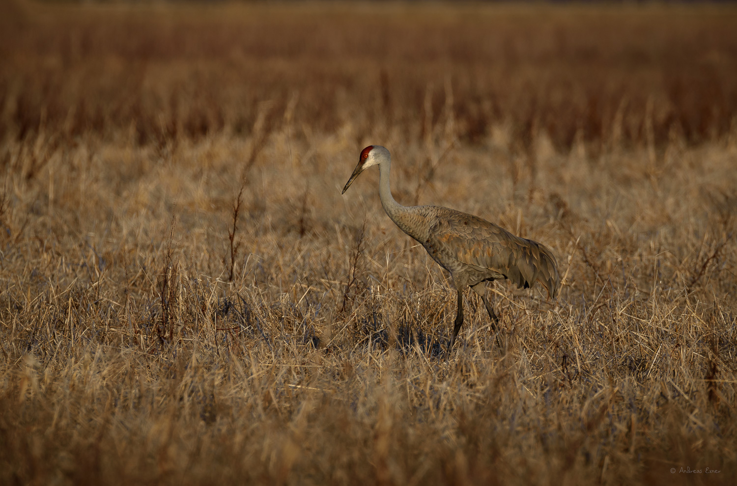 Sandhill Crane, Green Island Wetlands, near Mississippi River, Iowa