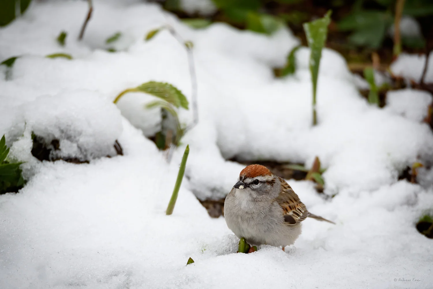 Chipping Sparrow