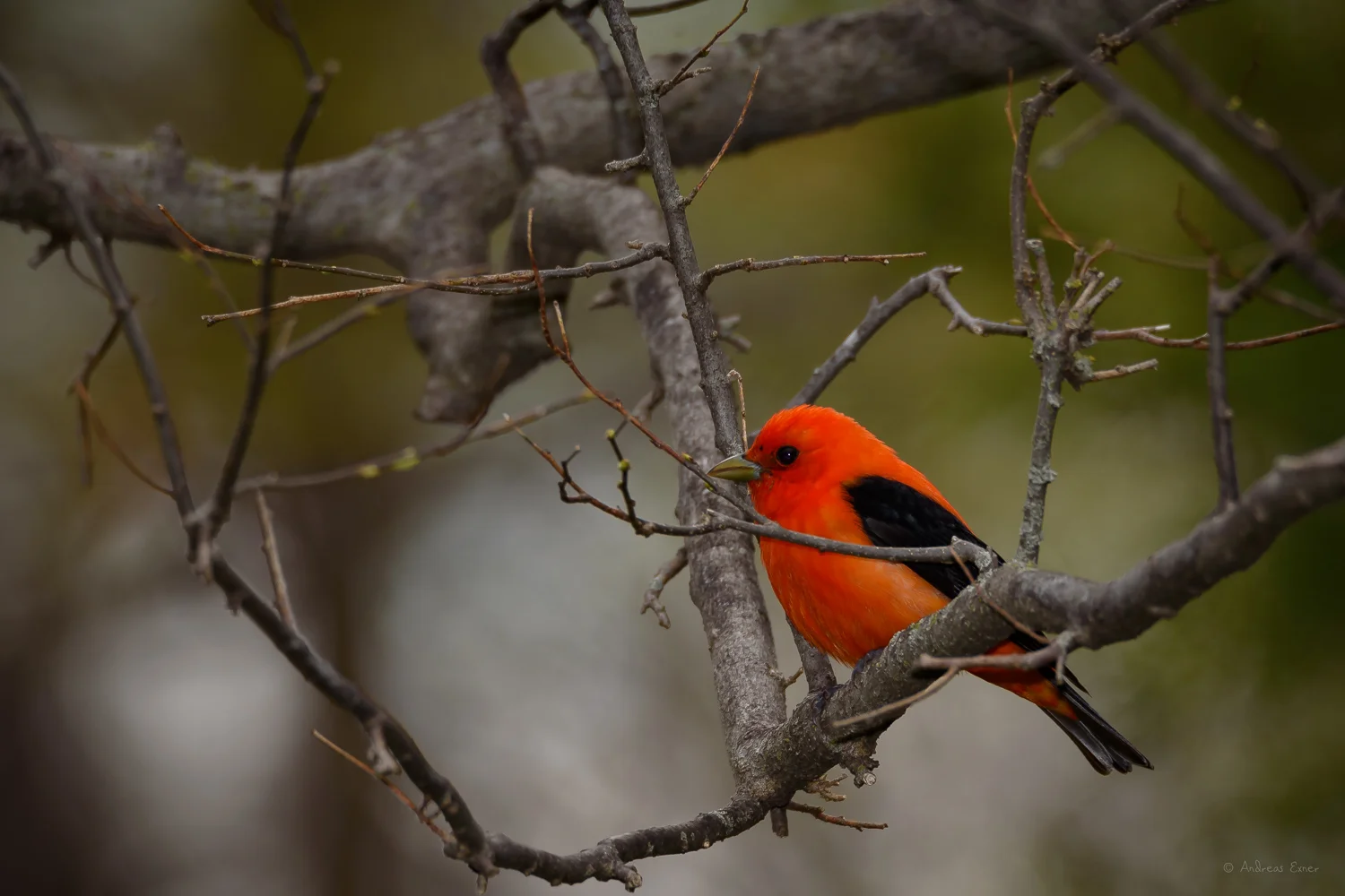 Scarlet Tanager