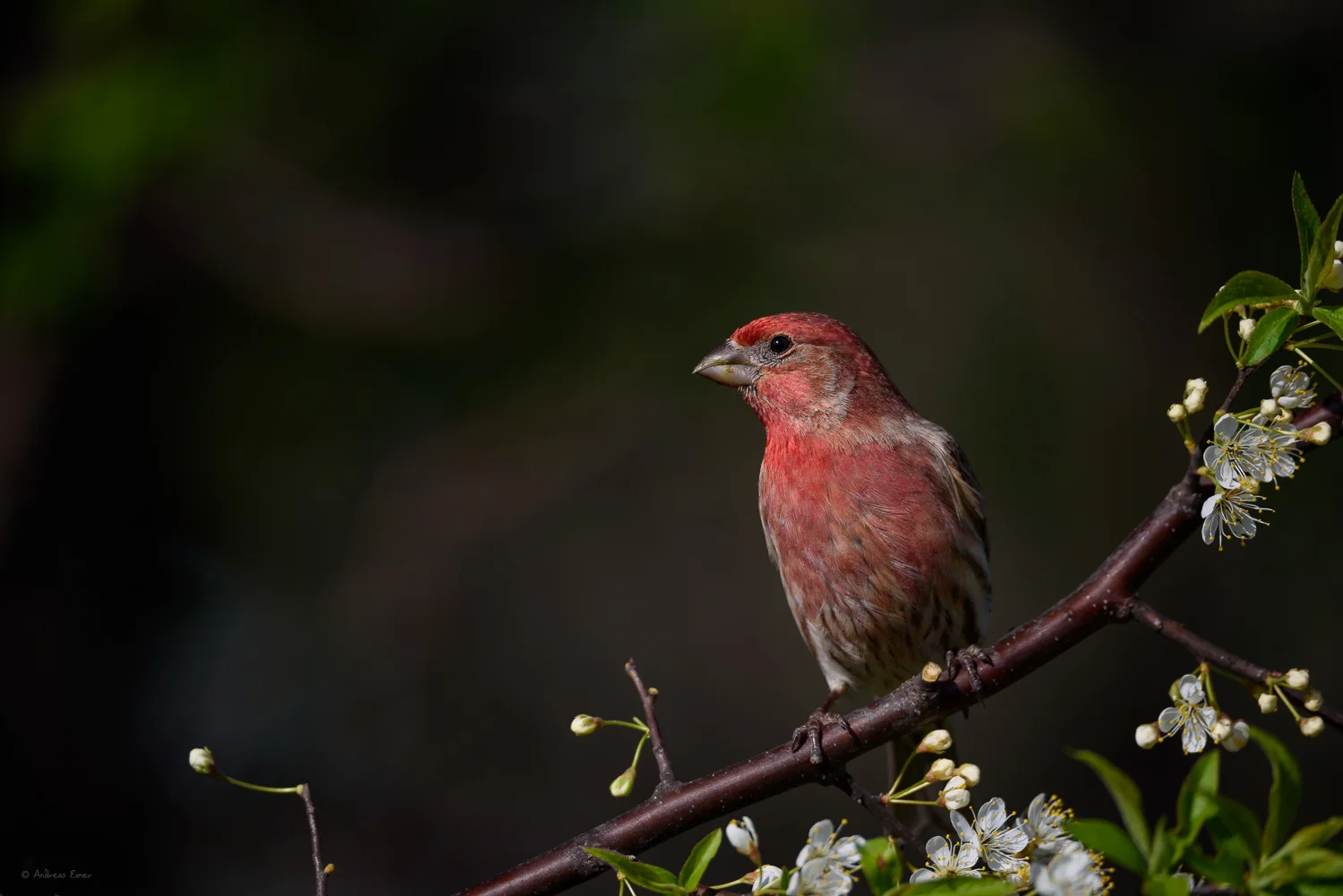 Male House Finch