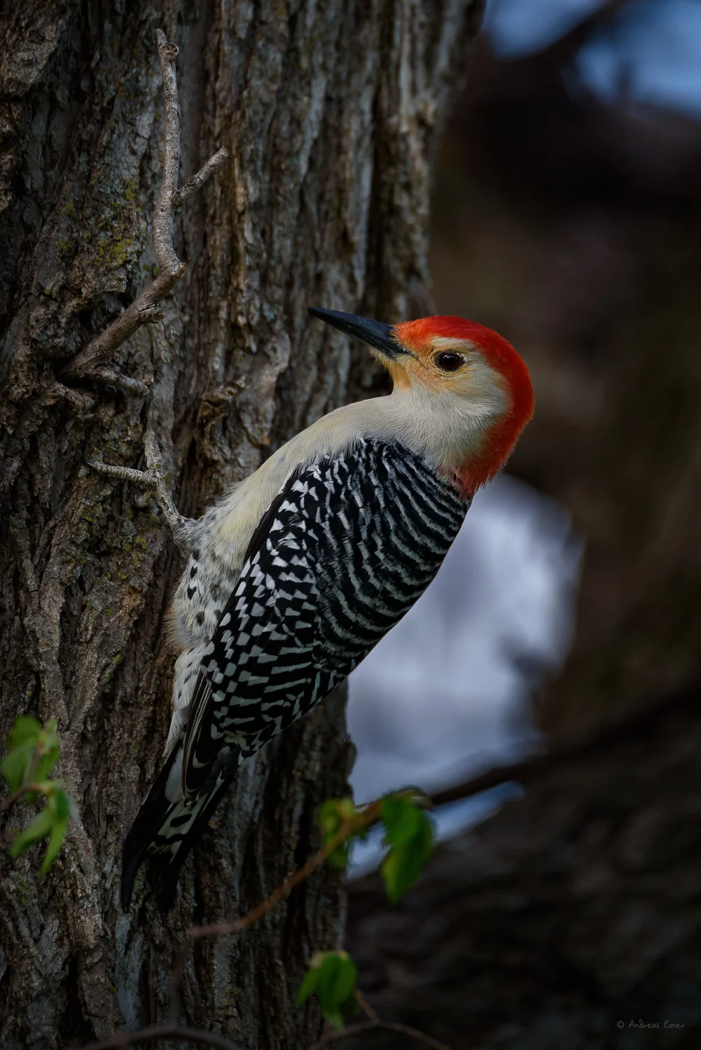 Male Red-bellied Woodpecker