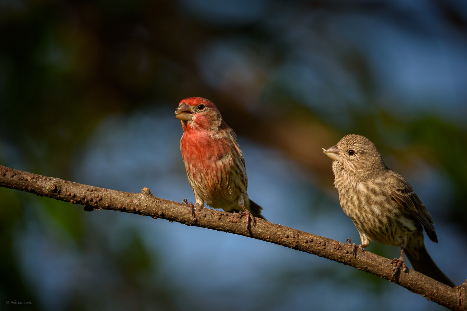 A pair of House Finches