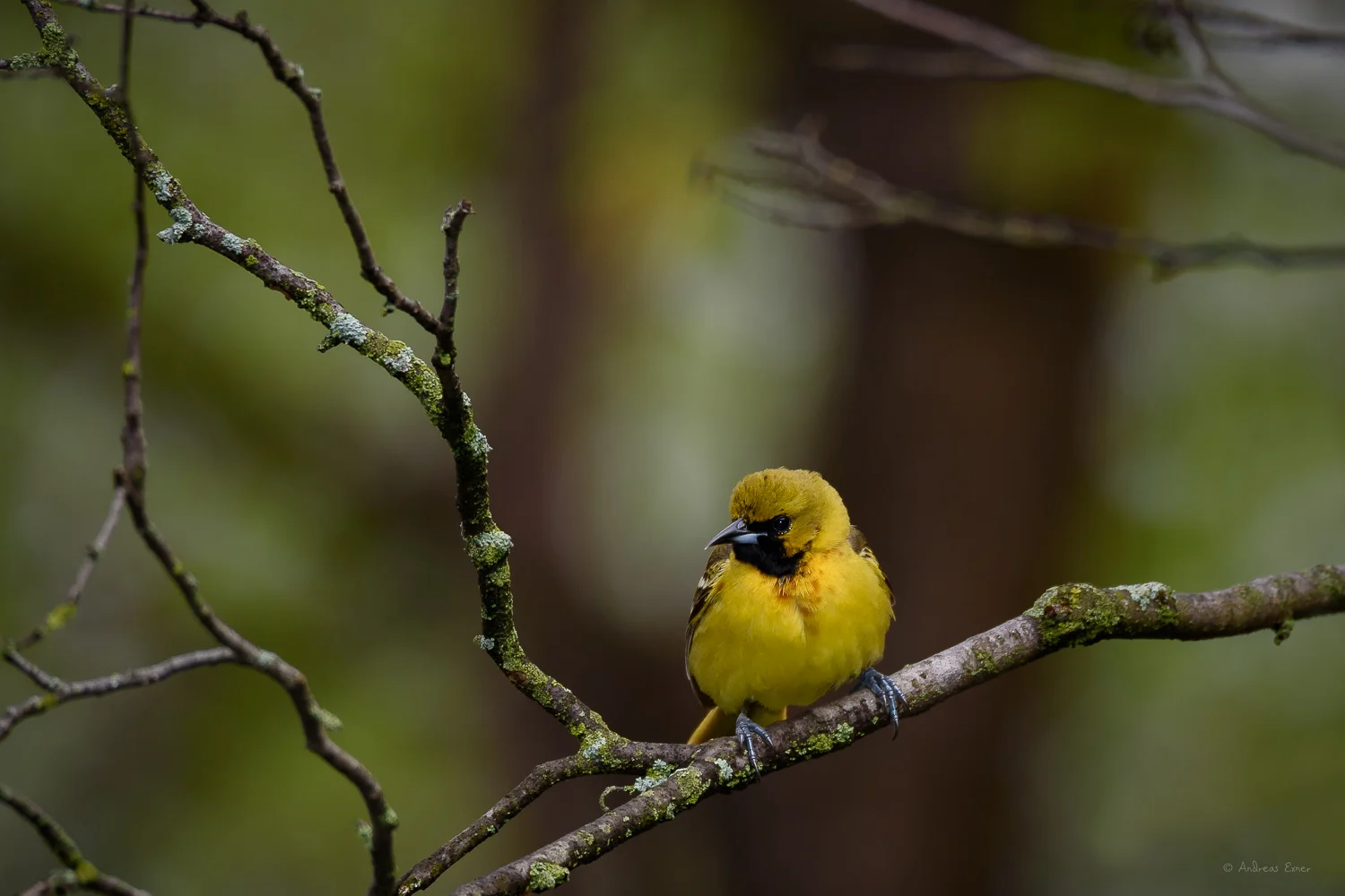 Immature male Orchard Oriole