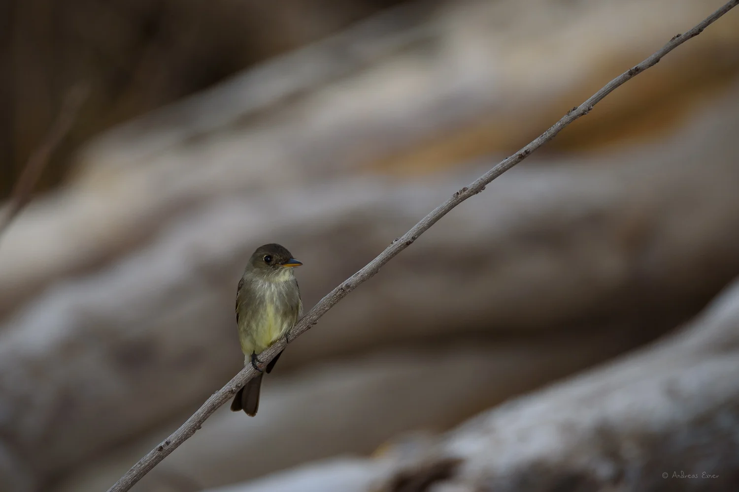 Eastern Wood-Pewee, Mississippi River, Mud Lake Marina, Iowa