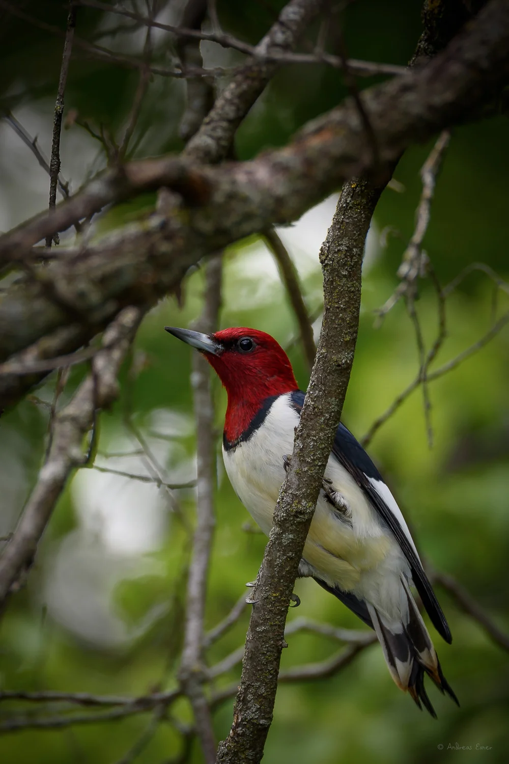 Red-headed Woodpecker, Little Maquoketa River Valley, near Durango, iowa