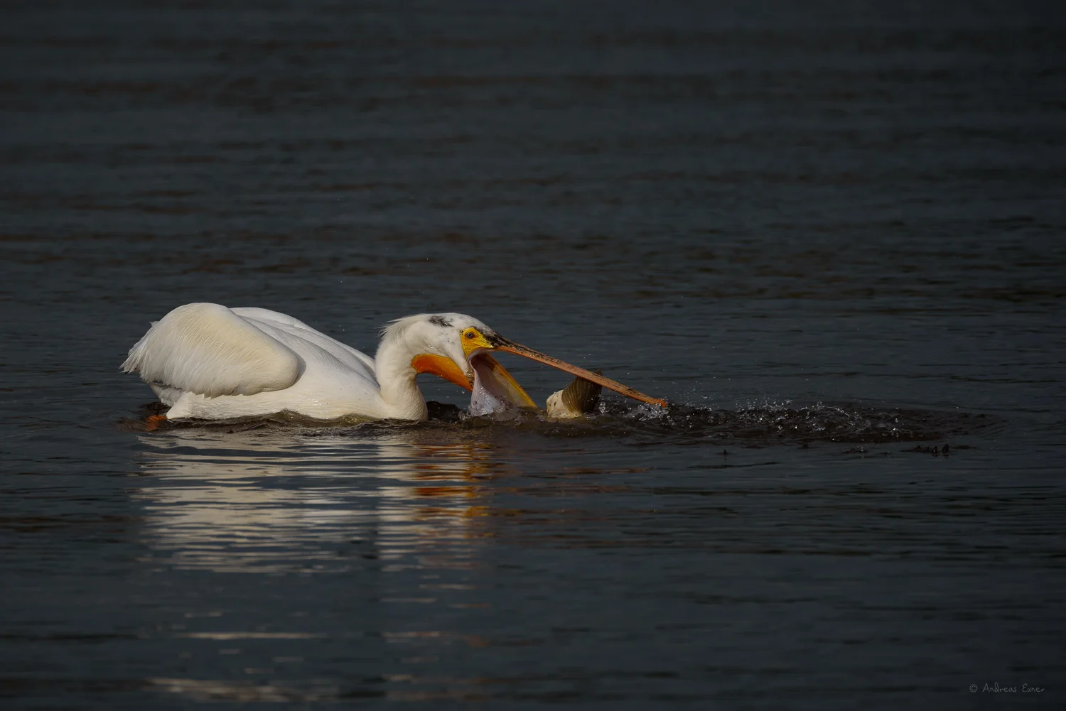 American White Pelican, Mississippi River, Mud Lake Marina, Iowa