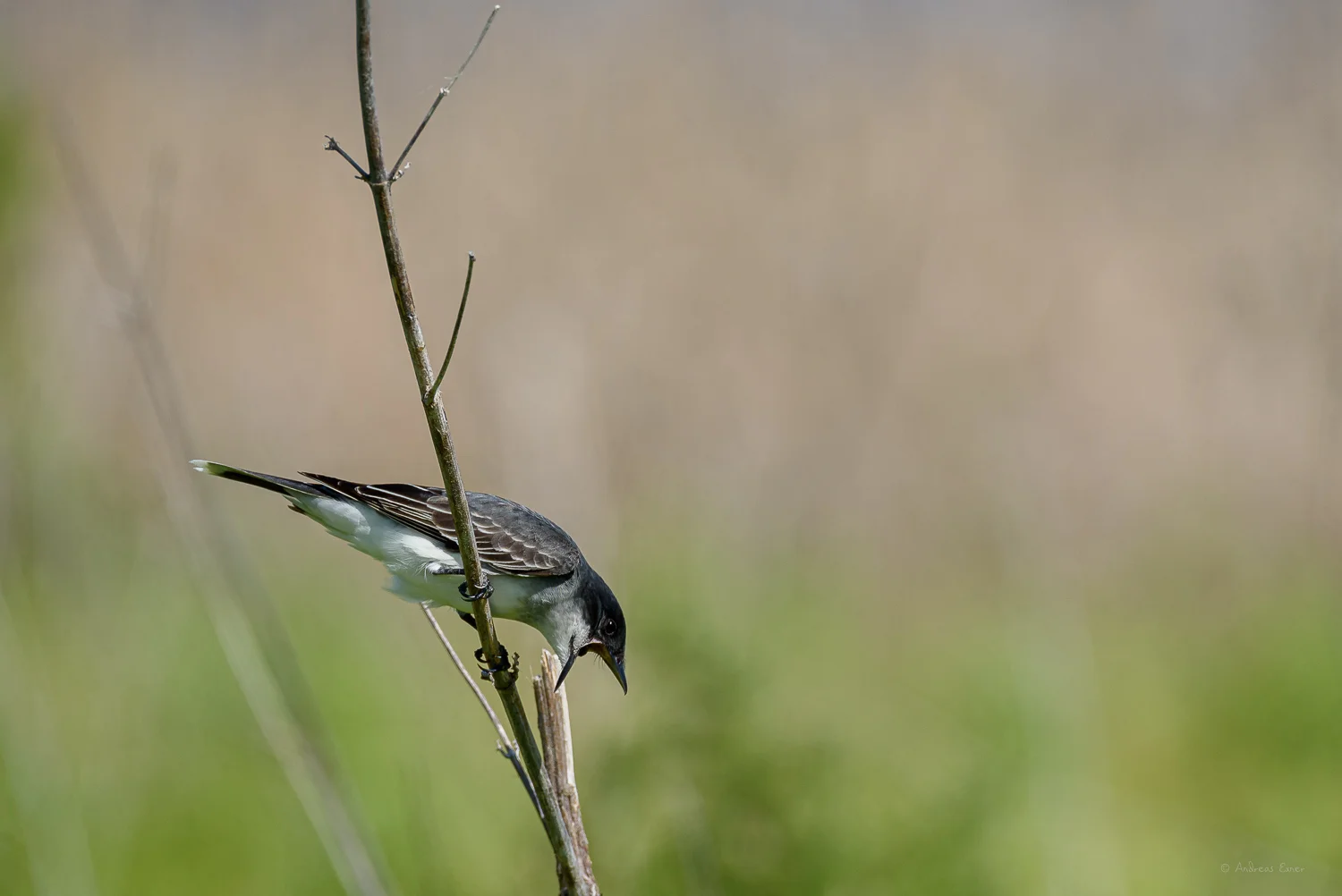 Eastern Kingbird, Mississippi River, Green Island Wetlands, iowa
