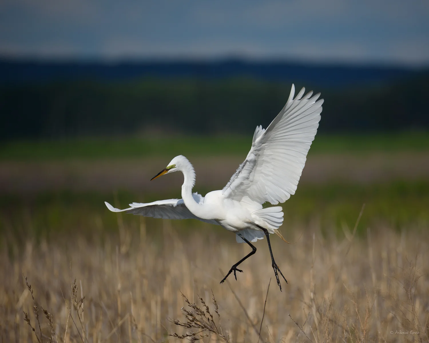 Great Egret, Green Island Wetlands, Iowa