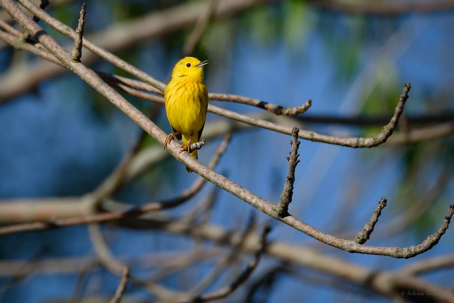 Male Yellow Warbler, Green Island Wetlands, Eastern Iowa