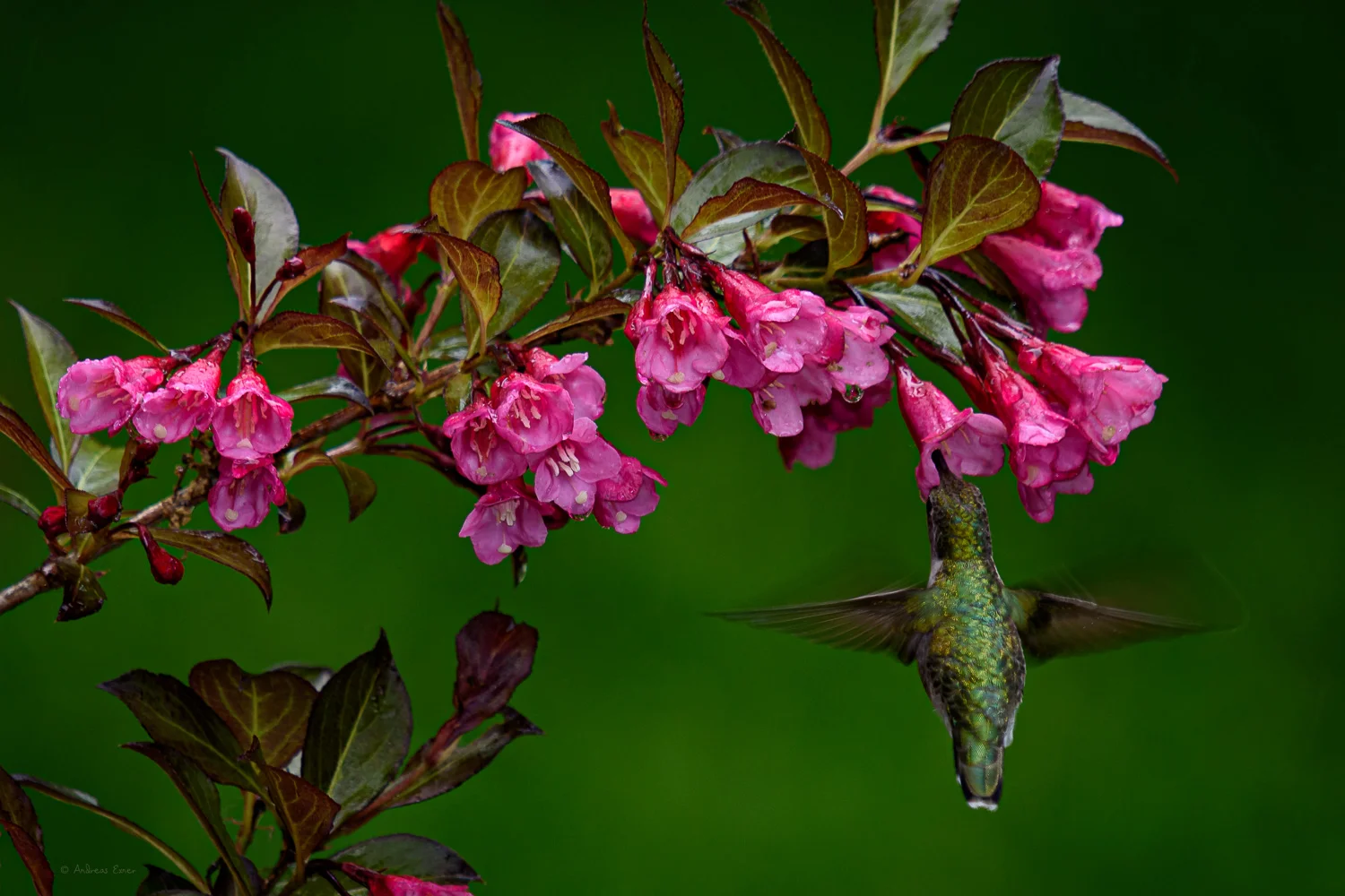 Ruby-throated Hummingbird