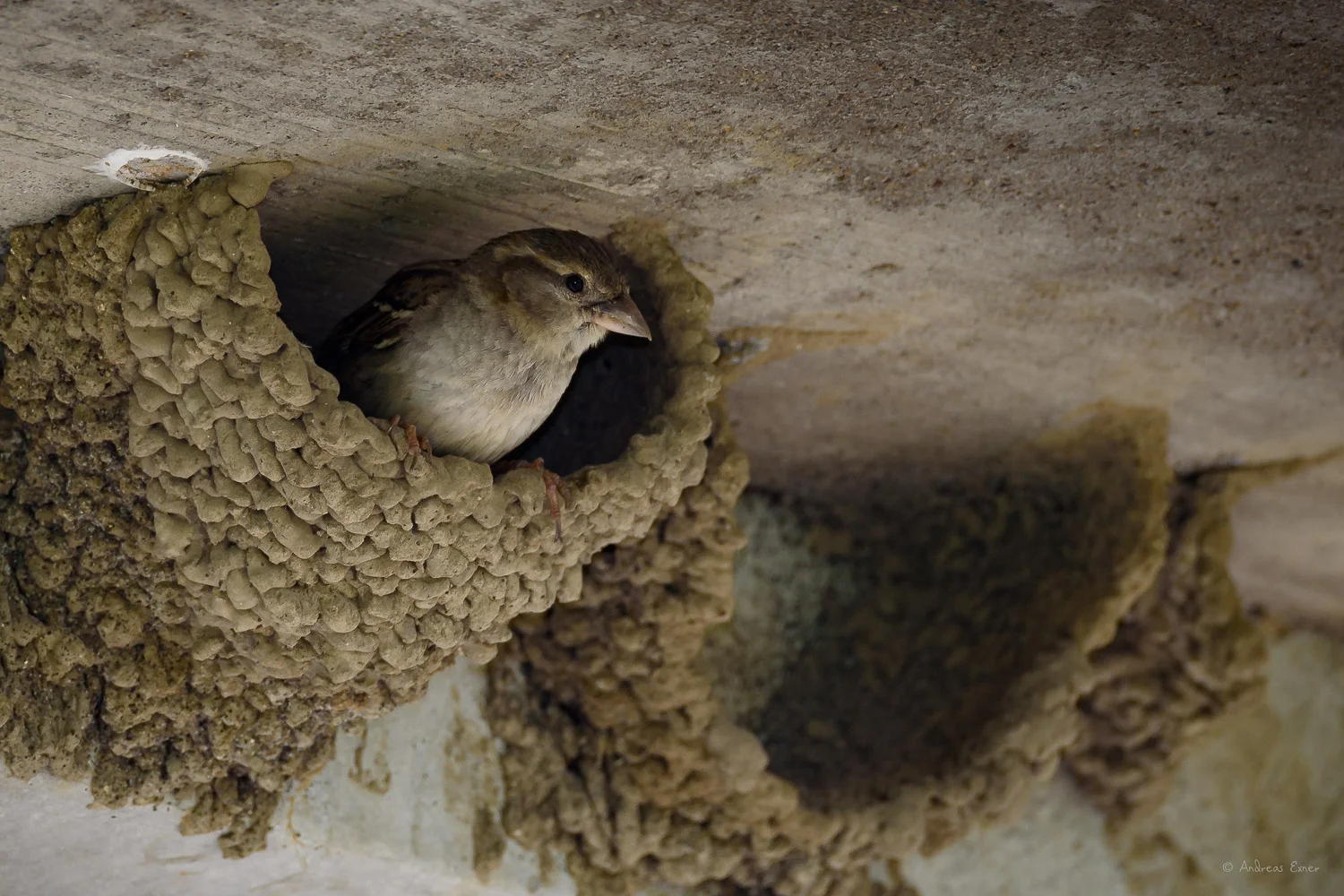 House Sparrow in a swallow nest