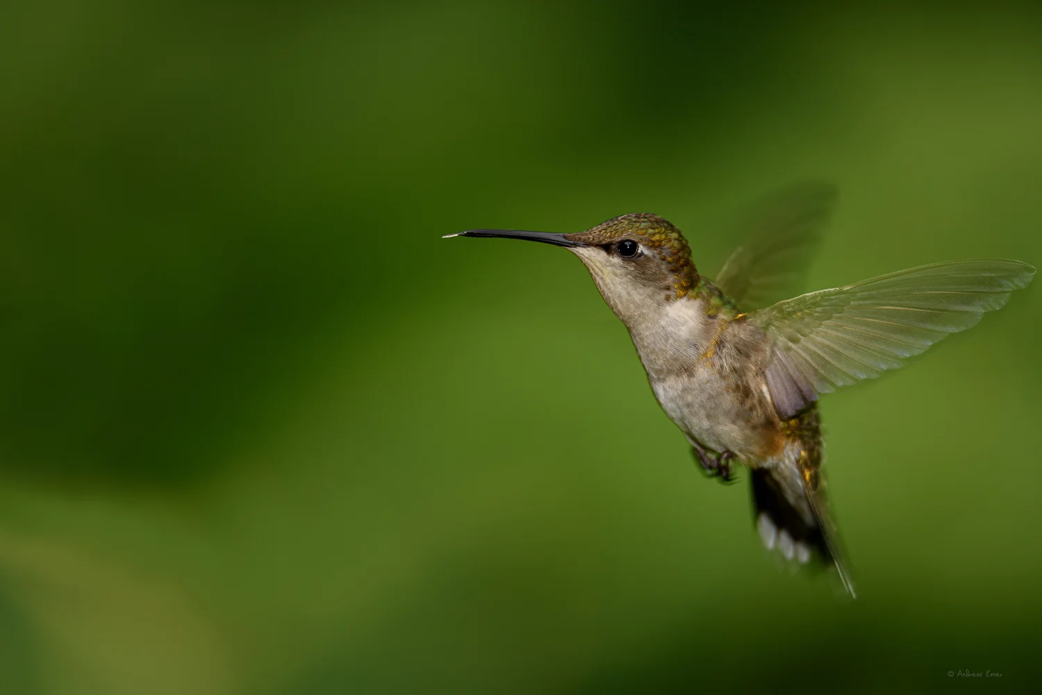 Ruby-throated Hummingbird